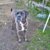 GOLIA - 5 Anni (nato a Luglio del 2020)  - Simil Cane Corso - Taglia: Grande  - Carattere: Dolce, equilibrato Foto 9